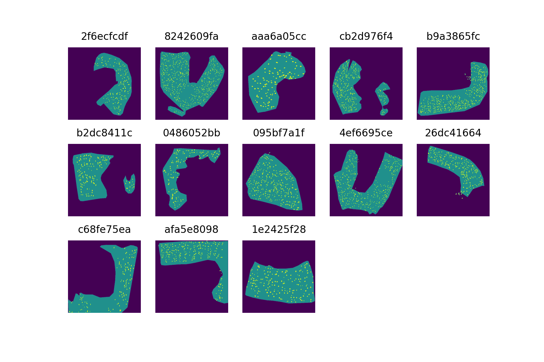 Cortex and glomerula