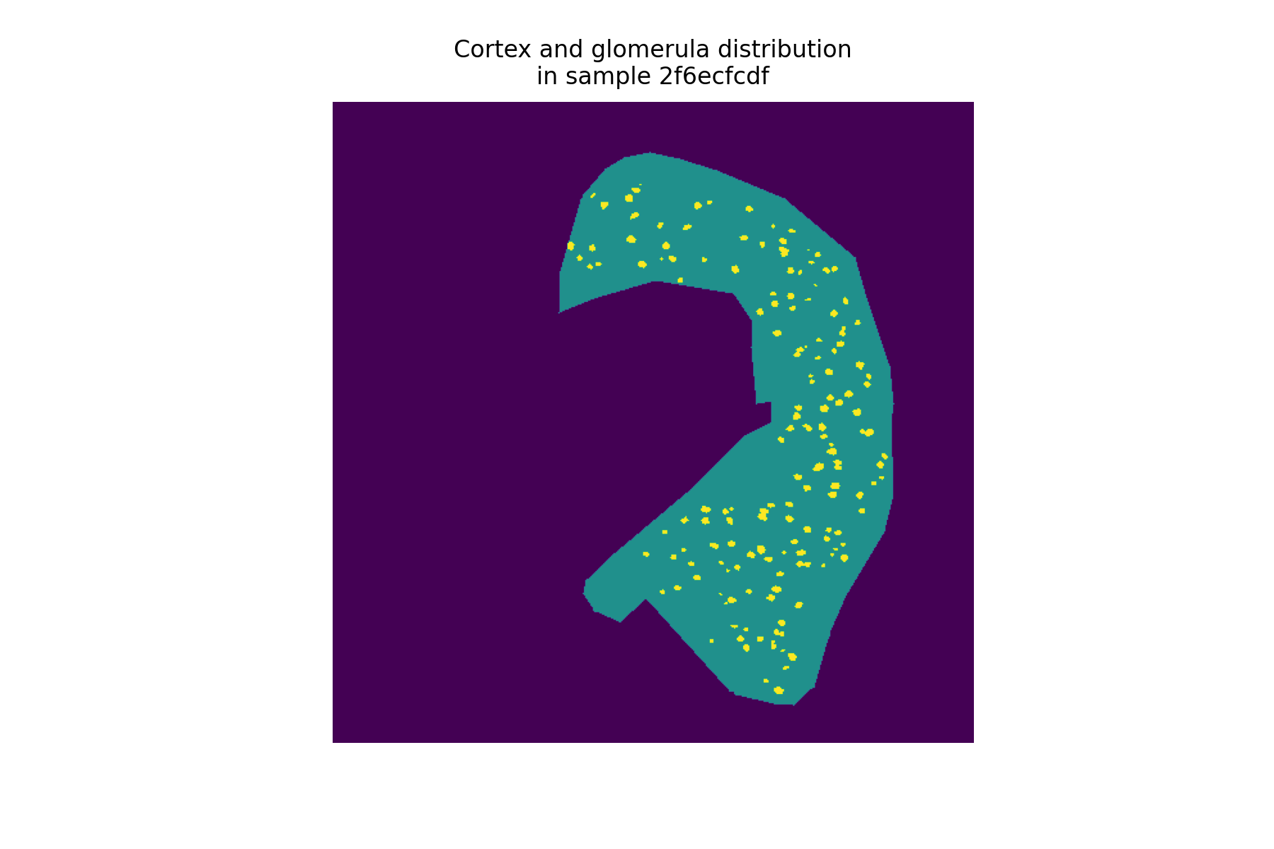 Cortex and glomerula